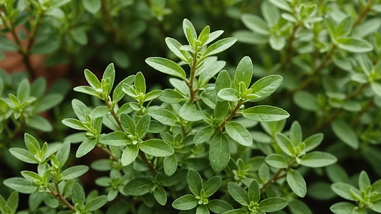 The Hidden Potency of Thyme: Unveiling its Transformative Role in Skincare and Haircare